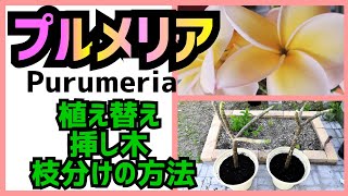 プルメリアの植え替え、挿し木、枝分けの方法。Purumeria ★Slowlife★Gardenmaking★Garden renovati★