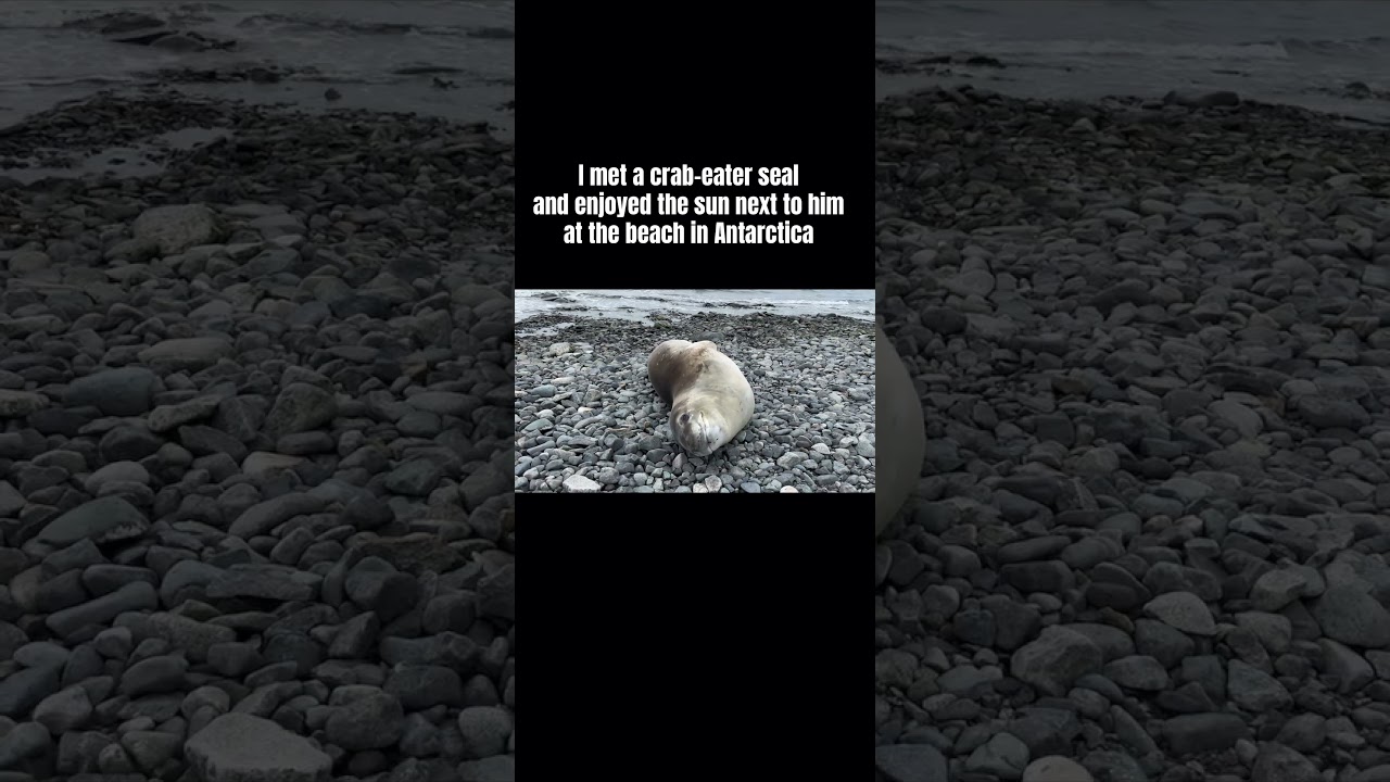 I met a crab-eater seal in Antarctica!