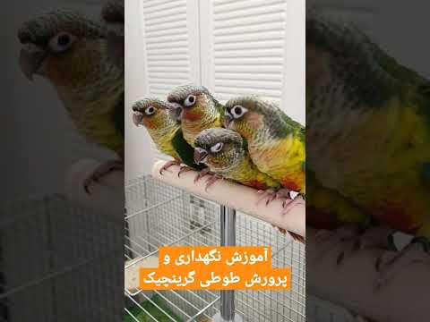 تصویری: چگونه می توان کاکاتیل ها را راضی نگه داشت: 13 قدم