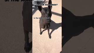 UNIQUE DOG BREED you need to know. #viralshorts