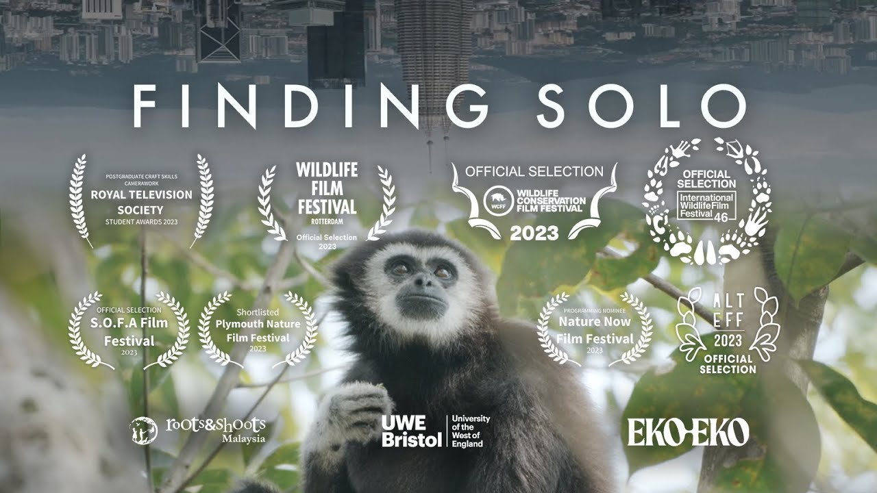 Finding Solo - The Last Gibbon in Kuala Lumpur - YouTube