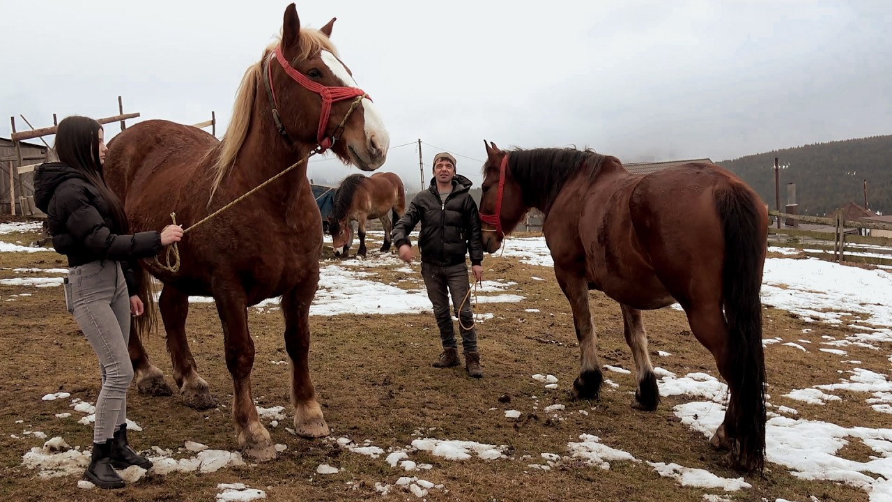 Caii lui Dan Toader de la Maguri, Cluj - 2026 Nou!!!