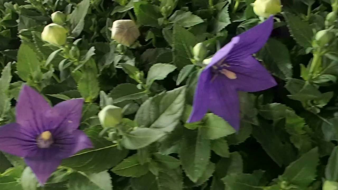 Platycodon grandiflora