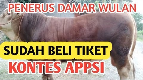 penerus (DAMAR WULAN) sudah beli tiket KONTES APPSI JEMBER