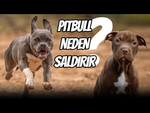 Video: Maksimum Büyüme için Pit Bull Puppy Nasıl Beslenir