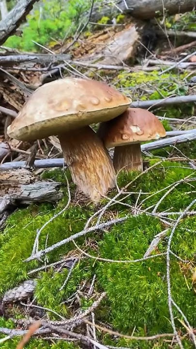 Білі красені 🍄‍🟫 - YouTube