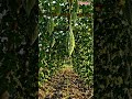“Crazy Plant Growth! Bitter Gourd Overload 🌿” #shorts #tranding #ai #bittergourd #plantgrowth