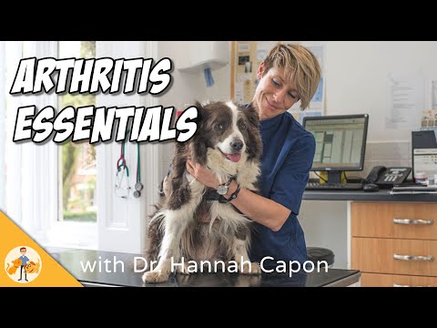 Videó: Ne várjon, amíg a kutya arthritis elindul, végezze el ezeket az 5 dolgot ma