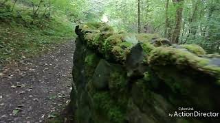 Polmont woods