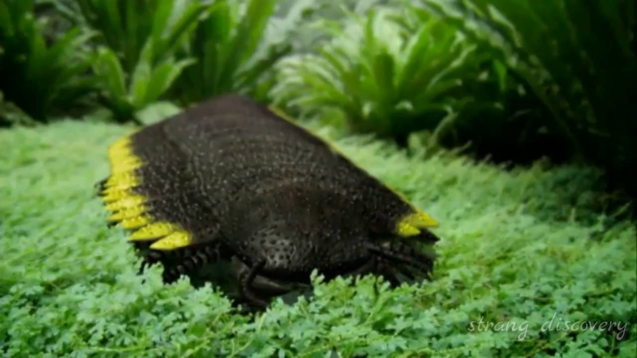 Giant Arthropods Strangest Arthropods Biggest Arthropods In The