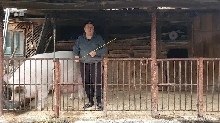 ULTIMA MSURARE A CELUI MAI MARE PORC DIN ROMNIA , ...