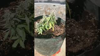 The Plant That Taught Me the Most (Even Though It Stayed Small 🌱)