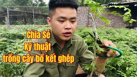 Chia sẻ kỹ thuật trồng cây bồ kết ghép nhanh cho thu hoạch