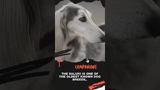 Saluki Dogs known for? #dogs #subscribe #shorts