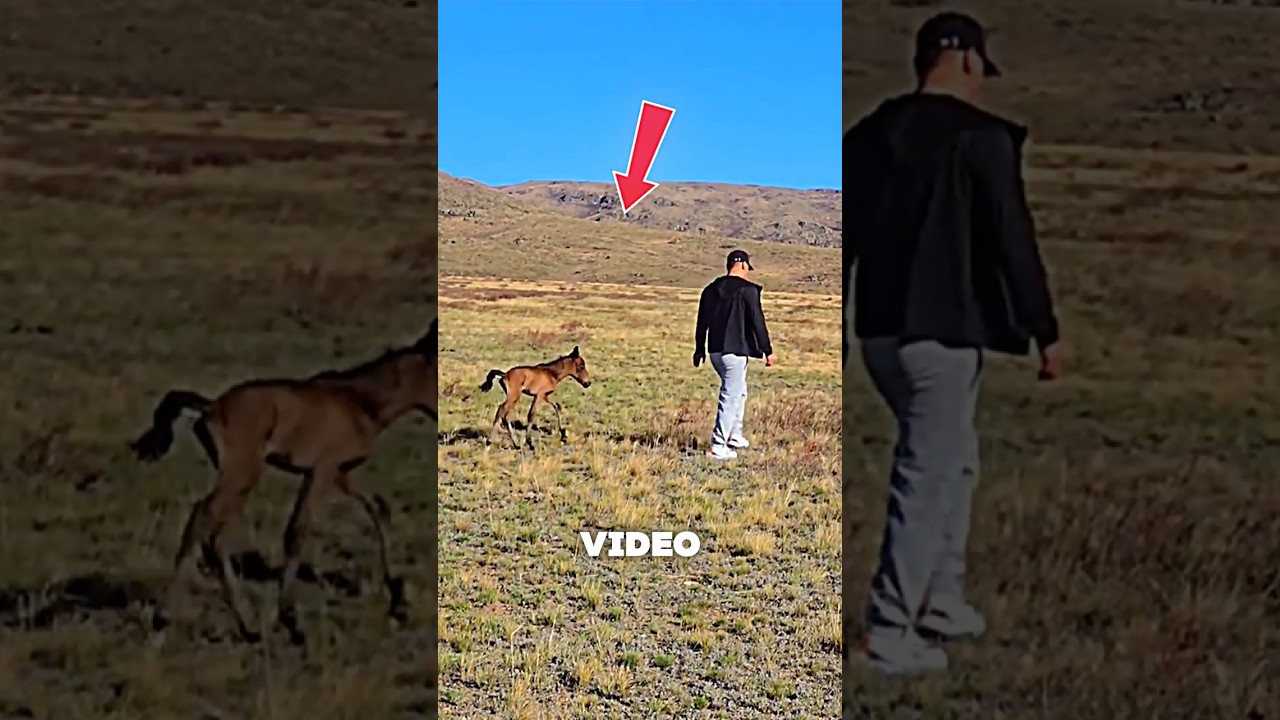 This Baby Horse Followed a Stranger…🐴❤️ #horse