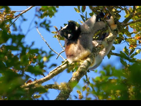 Wideo: Najlepsze parki narodowe na Madagaskarze