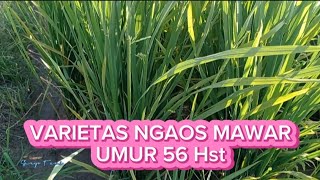 VARIETAS NGAOS MAWAR UMUR 56 Hst TUMBUH SUBUR DAN RATA
