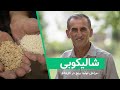 از شالیزار تا سفره مراحل تولید برنج در کارخانه شالیکوبی 