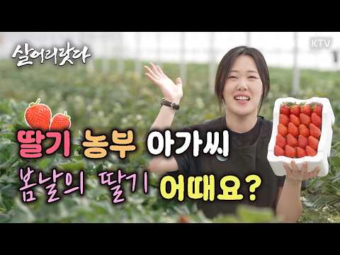 (경기 양평/374회) 딸기 농부 아가씨, 봄날의 딸기 어때요?ㅣ#KTV #살어리랏다 #귀농귀촌 #딸기농부