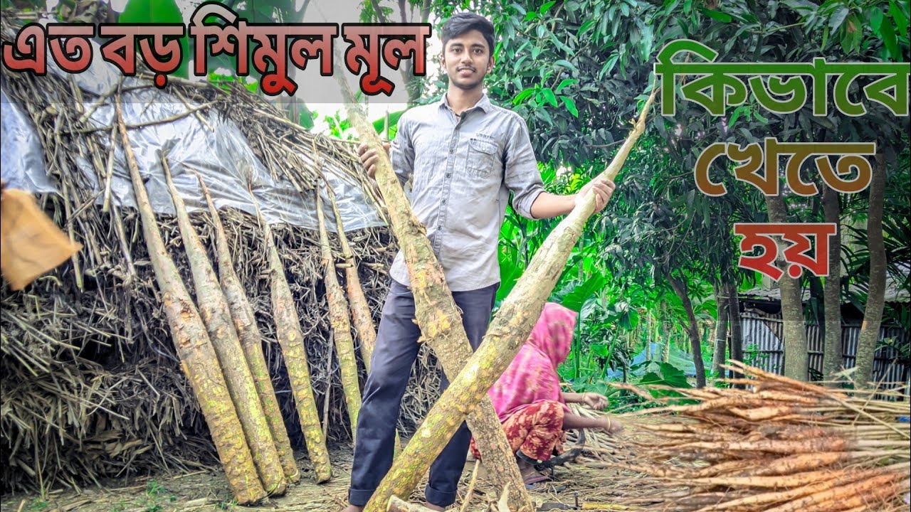 এত বড় শিমুলের মূল কিভাবে খাওয়ার জন্য প্রক্রিয়াজাত করি/শিমুলের মূল ...