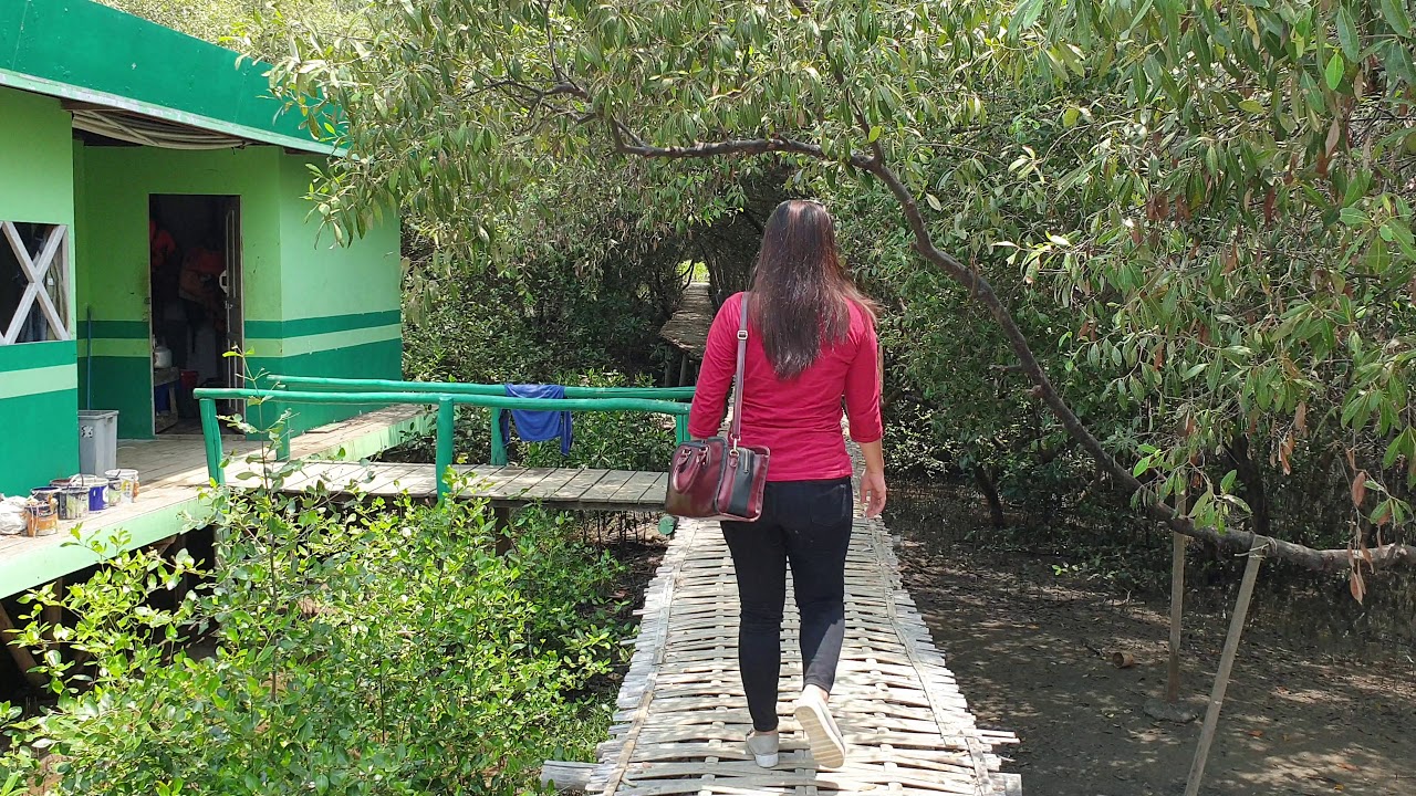 Tempat Wisata Indramayu Hutan Mangrove