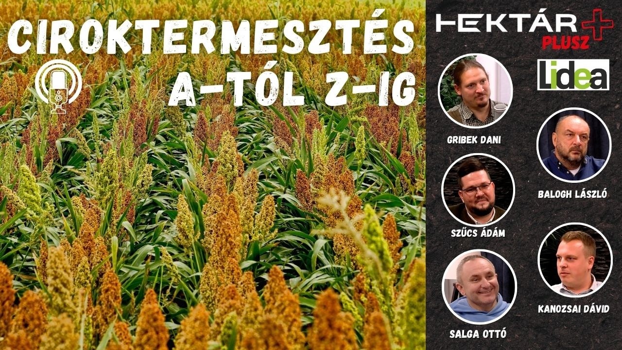 CIROK - a jövő kukoricája? - A cirok termesztéstechnológiája és piaca a vetéstől az értékesítésig