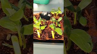 Germinación exitosa: Tomates y pimientos y judías listos para trasplantar