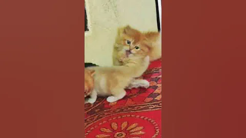 Watch the video about Persian baby 💕🍼#cat #cuteanimal #2000subscribers #katt #funny