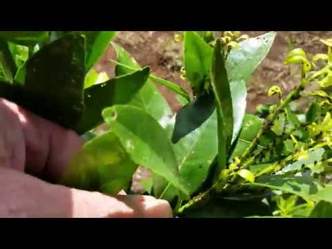 Aphids Infestation On A  Young Citrus Tree