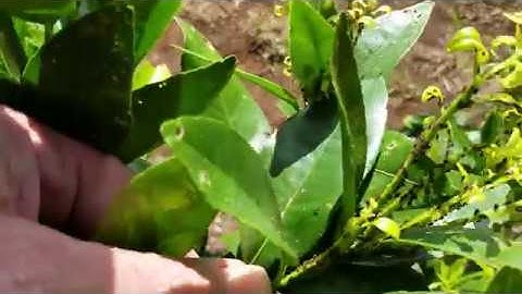 Aphids Infestation On A  Young Citrus Tree