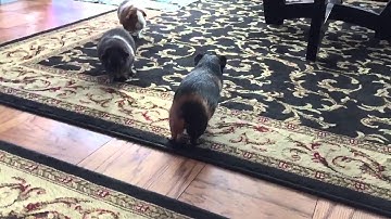 Guinea pig Bella jumping with the carrot slow mo