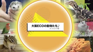 「大阪ECOの動物たち♪inショップ室」の動画サムネイル