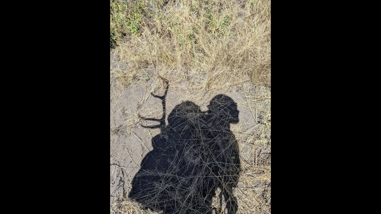 Colorado Archery Elk 2022 Solo Bowhunting Success Opening Day! YouTube