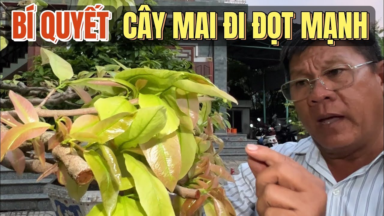 15/6 🌼 Bí quyết nuôi đơn giản cho cây mai chậu phát triển tốt đi đọt mạnh ở vườn mai cao thủ Út Đực