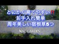【ガーデニングVlog】とにかく育てやすい‼️お手入れ簡単|ほぼ周年美しい🌿|超オススメ宿根草5つ|4月中旬庭の様子|Recommended plants that are easy to grow