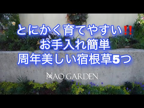 【ガーデニングVlog】とにかく育てやすい‼お手入れ簡単｜ほぼ周年美しい🌿｜超オススメ宿根草５つ｜４月中旬庭の様子｜Recommended plants that are easy to grow