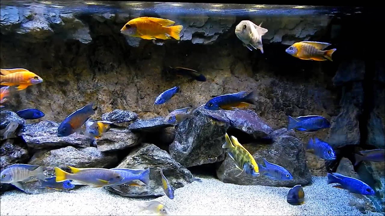 Holey Rock Products, Aquarium Fish Tank Rocks, Universal Rocks