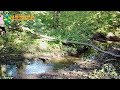 The common raven bathe / ворон / крук / Corvus corax / Green Video. Encyclopedia of Wildlife Project