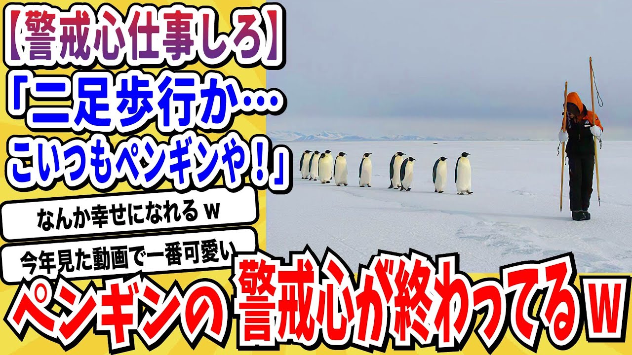 【2ch動物スレ】南極のアホ「ペンギン」警戒心が仕事しない結果ヒトカスの遊びに興味津々→サーフィンに興じる輩も出現した模様wwwww【なんj】