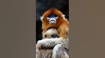 Необычная обезьяна с синим лицом🐵  Голос ринопитека