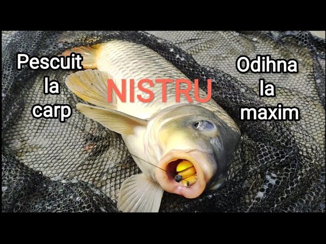 ⁣Pescuit la carp pe râul Nistru/Рыбалка на Днестр/Fishing on Dnister