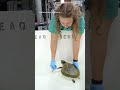 Rescued sea turtles treated for hypothermia at aquarium