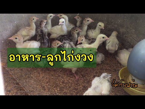 วีดีโอ: ไก่งวงม้วนกับผักโขม