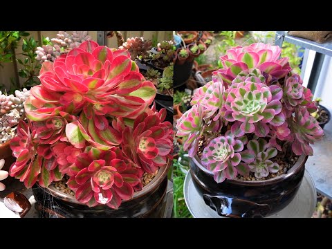 Growing Beautiful Aeonium Pink Witch | Soil, Cuttings U0026 Potting | Growing Succulents With LizK