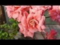 #530.Бесподобное цветение пеларгонии ЮВ Карфаген!