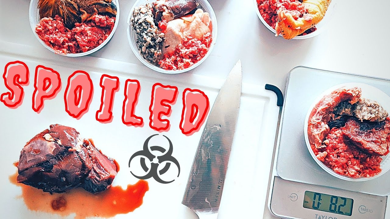 3 Mistakes That Keep Smart Raw Feeders Stressed