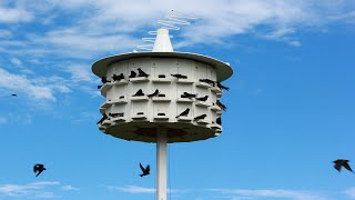 Purple Martins and their man: Peter Huszcz