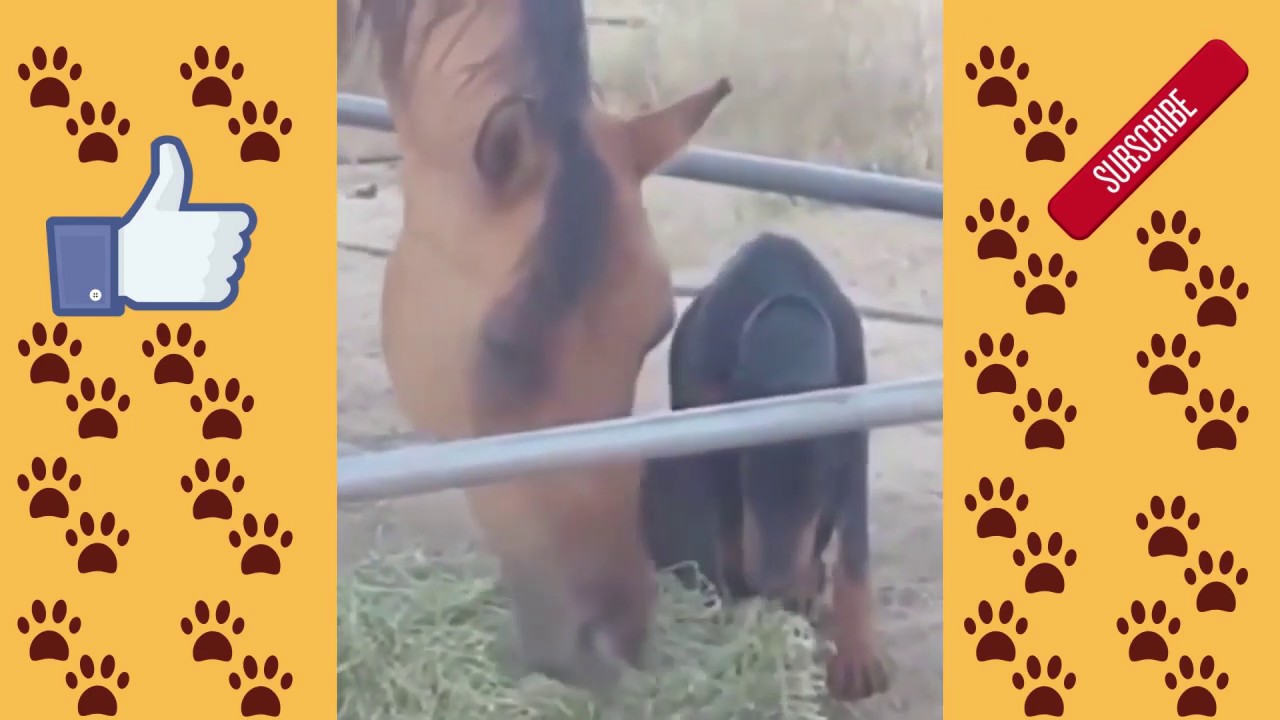 Lustige und süße Pferde Videos - YouTube