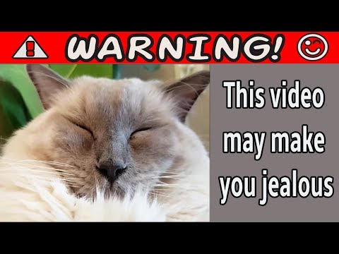 Video: Ali lahko mačke ljubosumne? Jealous Behavior in Cats