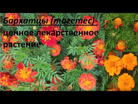 Волшебная сила целебных свойств  Бархатцев -Тагетес . Народное лечение глазных болезней, гипертонии.